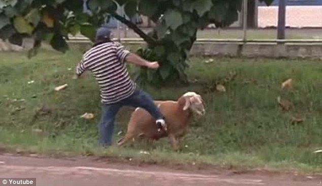 Злой козел в Бразилии нападает на людей