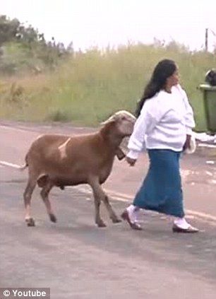 Злой козел в Бразилии нападает на людей