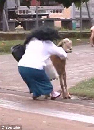 Злой козел в Бразилии нападает на людей