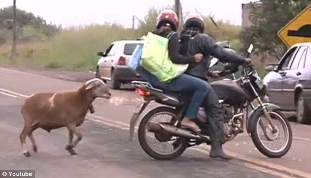 Злой козел в Бразилии нападает на людей