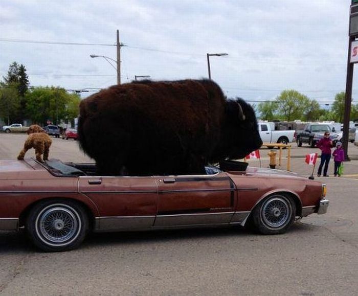 Прикольные картинки