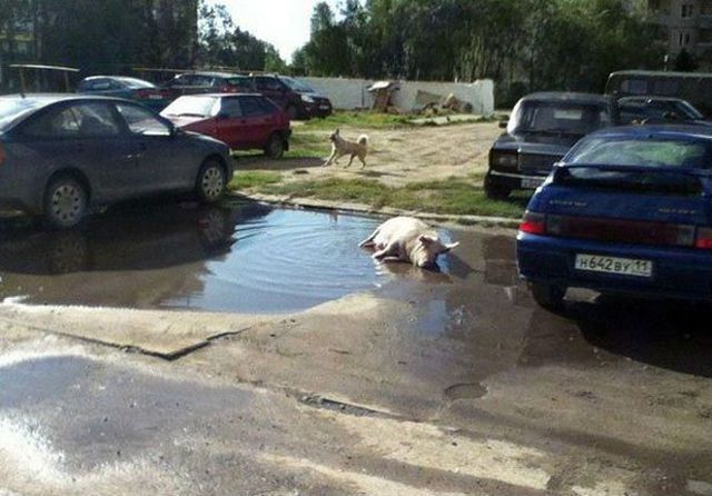 Только в России (40 фото)