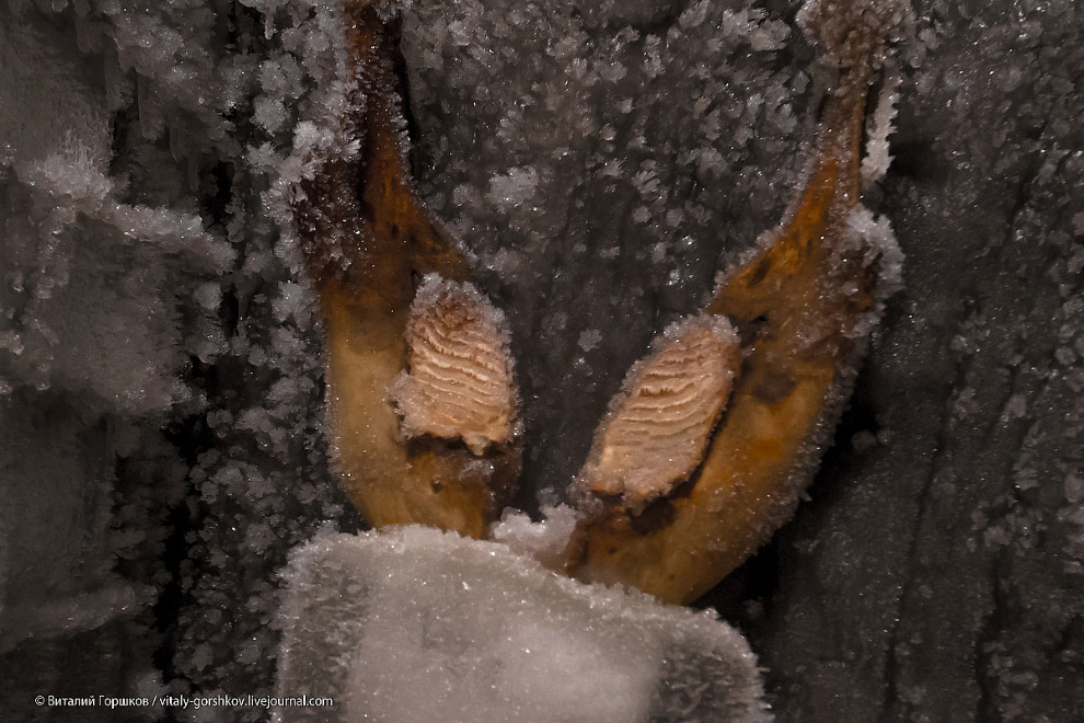 Музей мамонта в Хатанге
