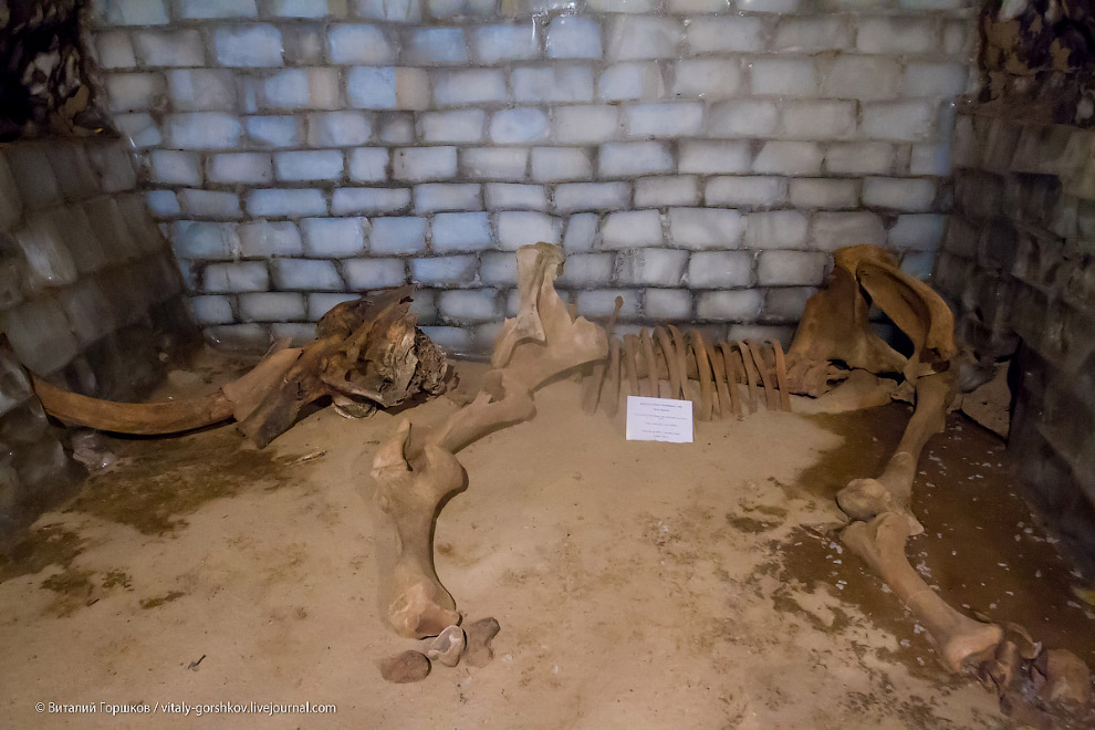 Музей мамонта в Хатанге