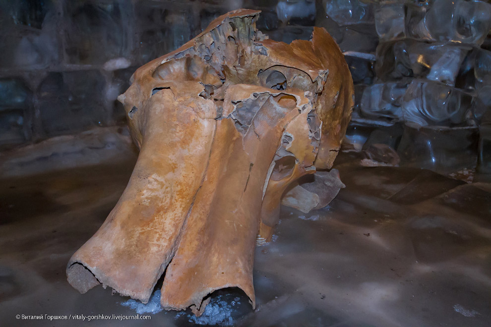 Музей мамонта в Хатанге