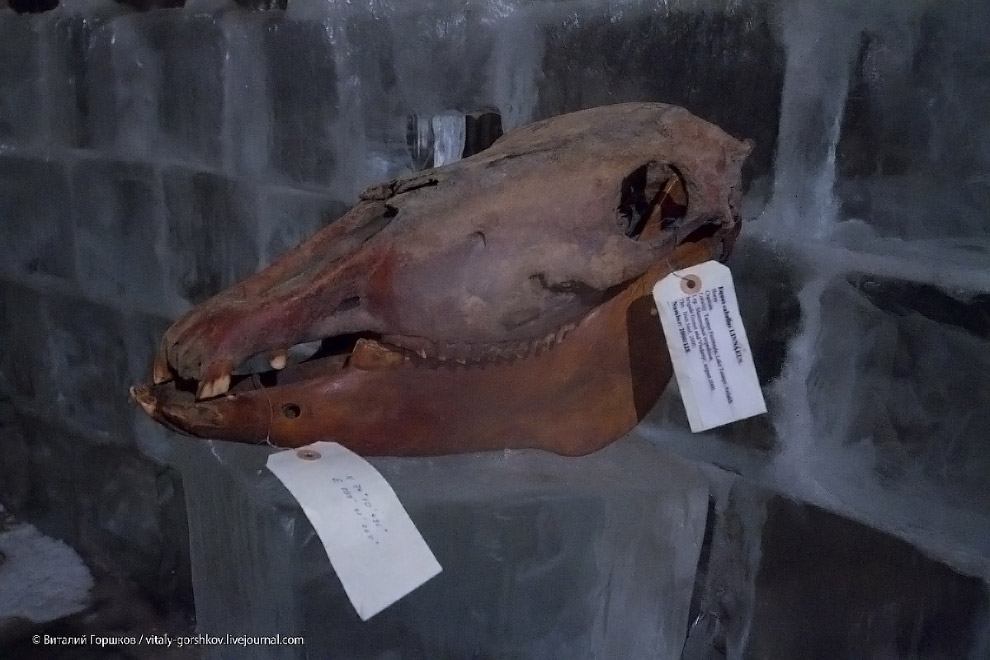 Музей мамонта в Хатанге