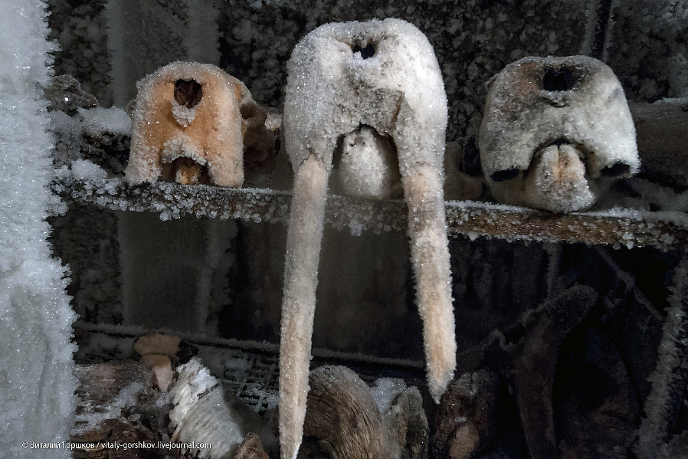 Музей мамонта в Хатанге