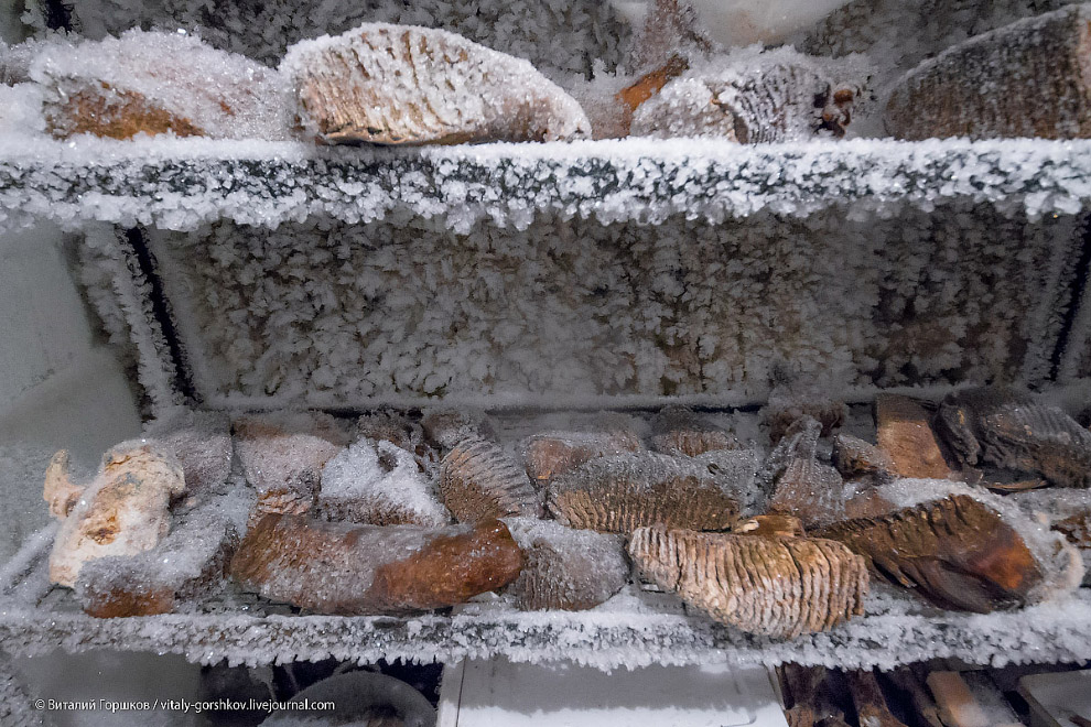 Музей мамонта в Хатанге