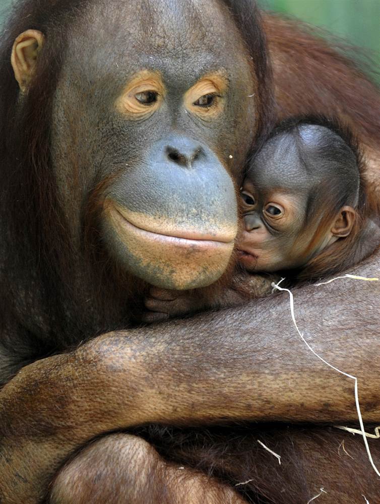 Животные в фотографиях