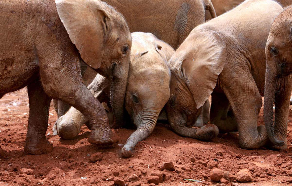 Животные в фотографиях