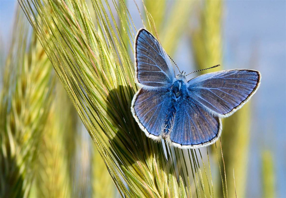Животные в фотографиях