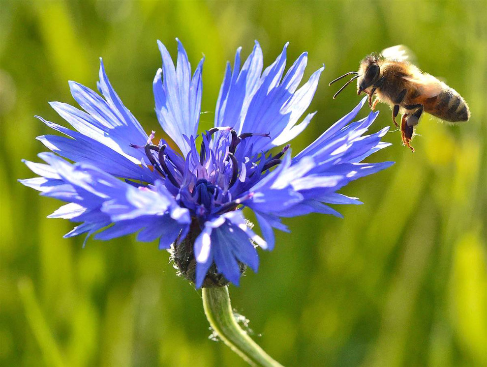 Животные в фотографиях
