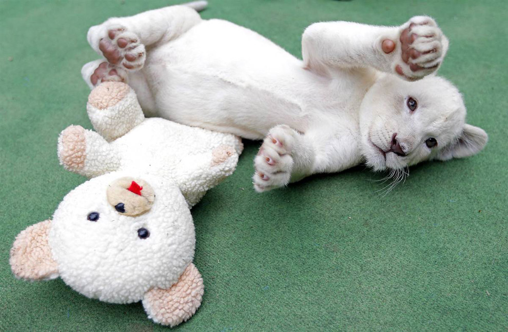 Животные в фотографиях