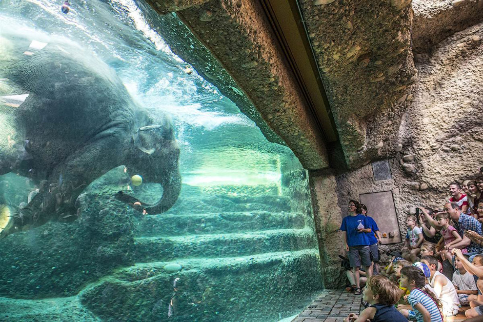 Животные в фотографиях