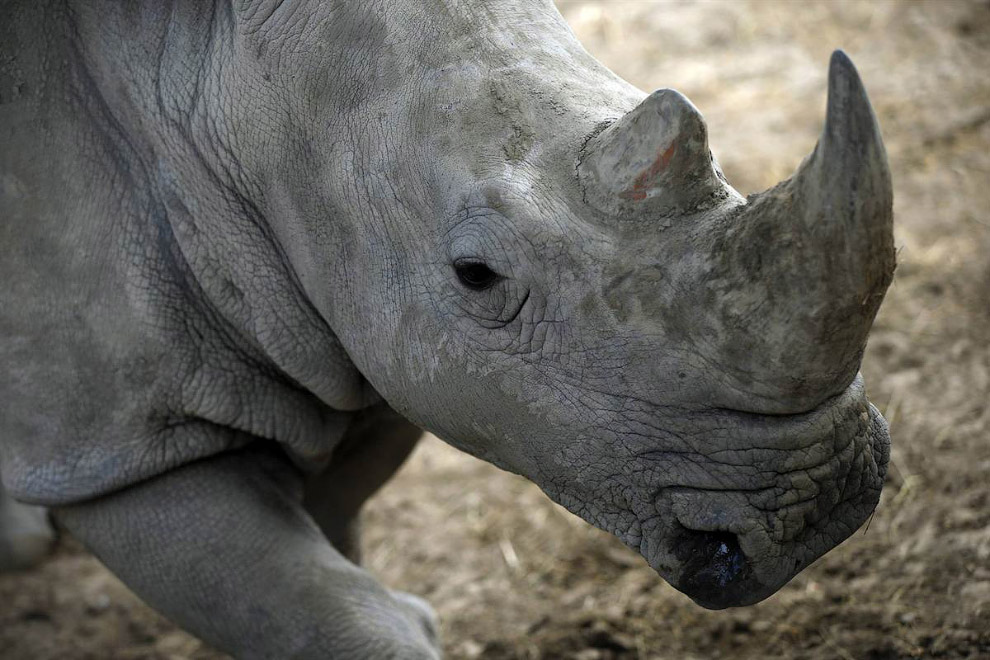 Животные в фотографиях