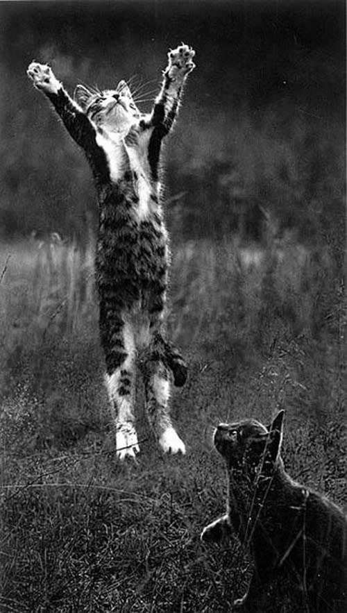 Чудесные черно-белые снимки от мастеров фотографии