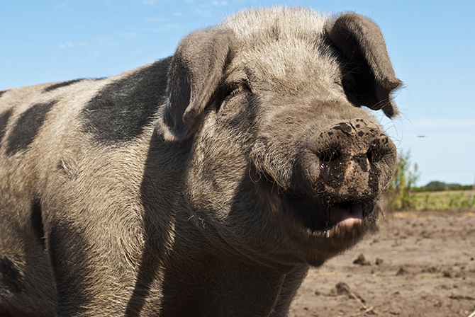 Рейтинг самых умных животных (10 фото) Рейтинг самых умных животных (10 фото)