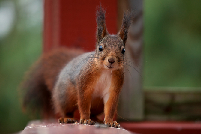 Рейтинг самых умных животных (10 фото) Рейтинг самых умных животных (10 фото)