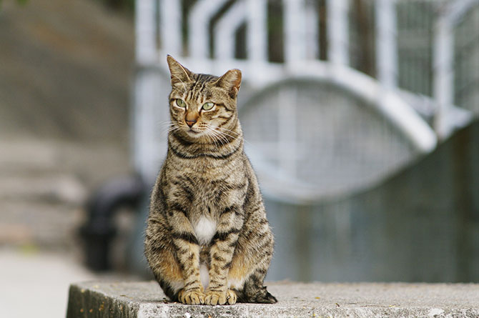 Рейтинг самых умных животных (10 фото) Рейтинг самых умных животных (10 фото)