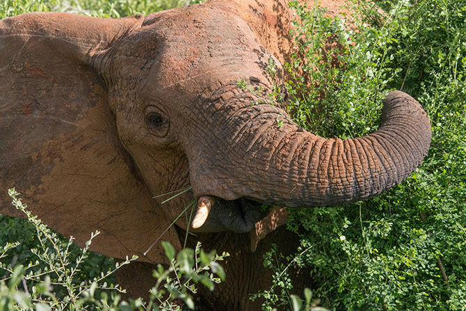 Рейтинг самых умных животных (10 фото) Рейтинг самых умных животных (10 фото)