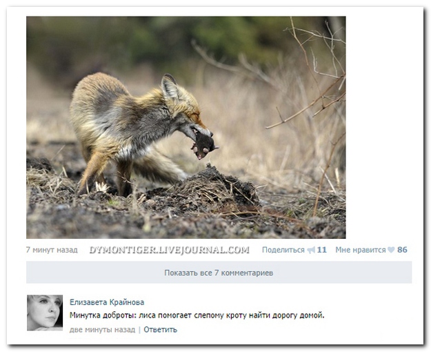 Смешные комментарии из социальных сетей