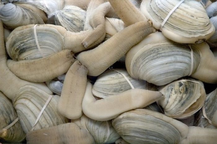 Животные, о которых вы, скорее всего, не слышали