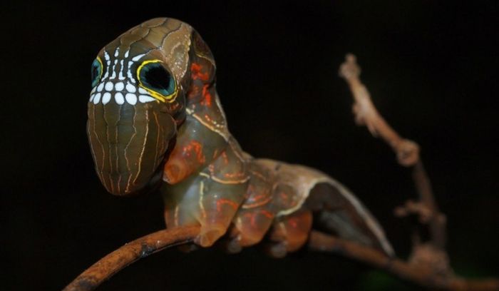 Животные, о которых вы, скорее всего, не слышали