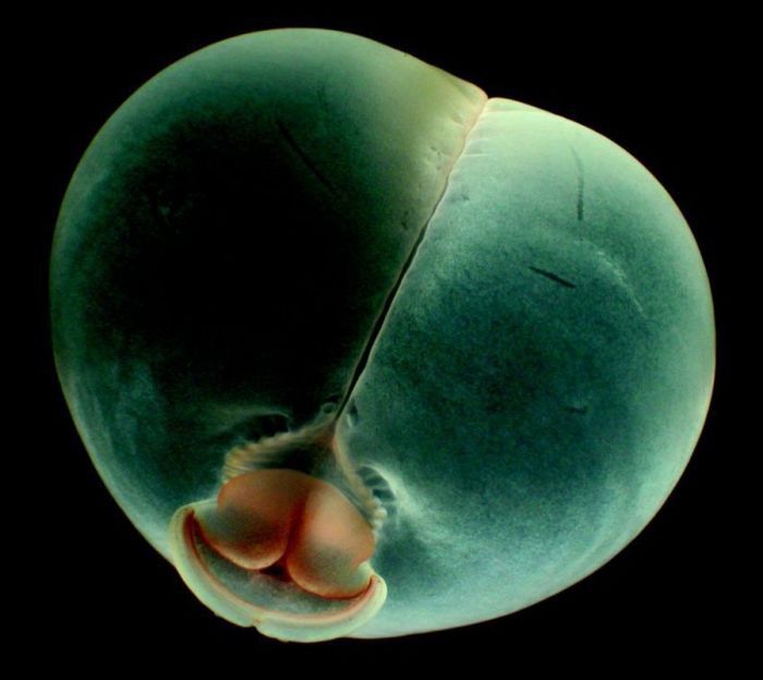 Животные, о которых вы, скорее всего, не слышали