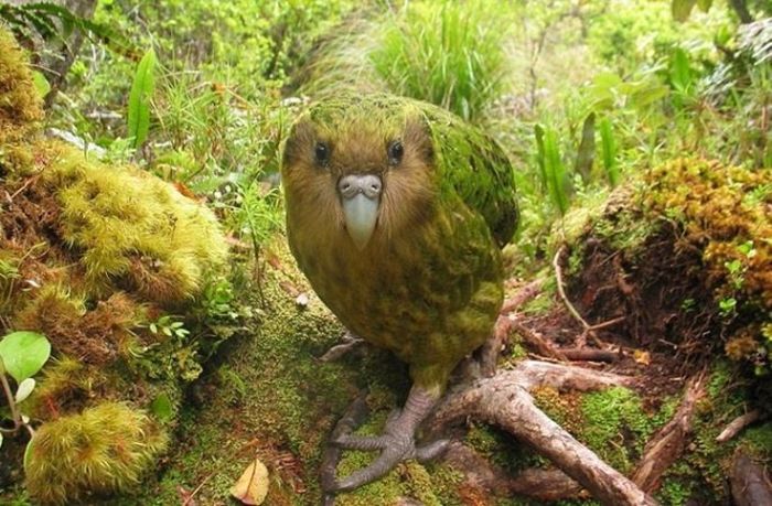 Животные, о которых вы, скорее всего, не слышали