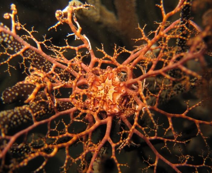 Животные, о которых вы, скорее всего, не слышали