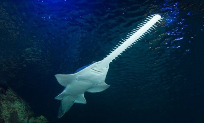 Животные, о которых вы, скорее всего, не слышали