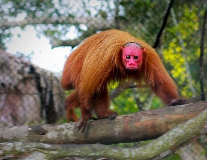 Животные, о которых вы, скорее всего, не слышали