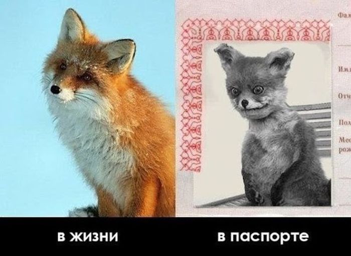 Лучшее чучело лисы