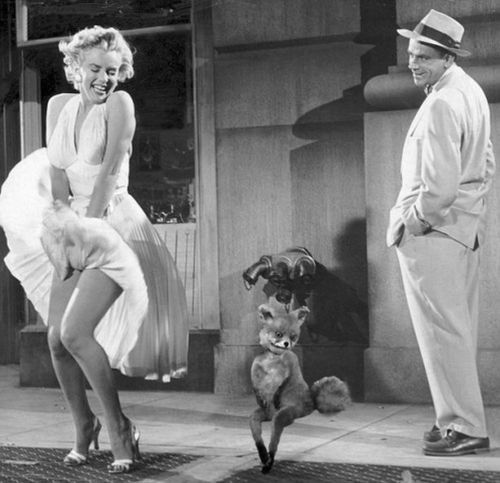 Лучшее чучело лисы