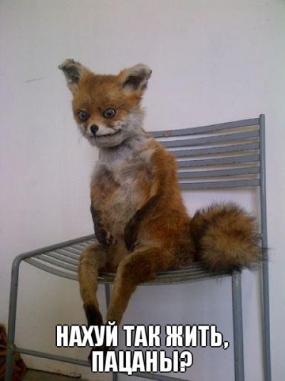 Лучшее чучело лисы