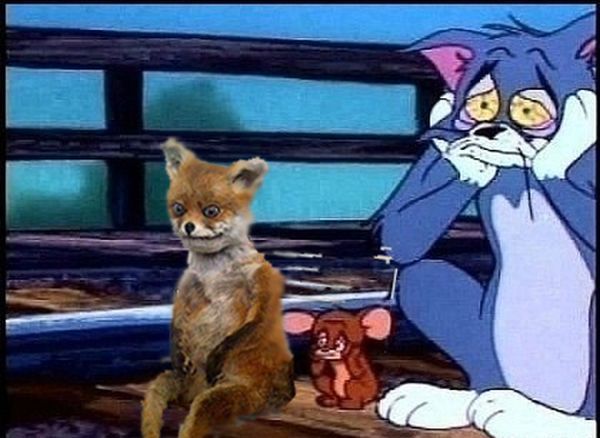 Лучшее чучело лисы