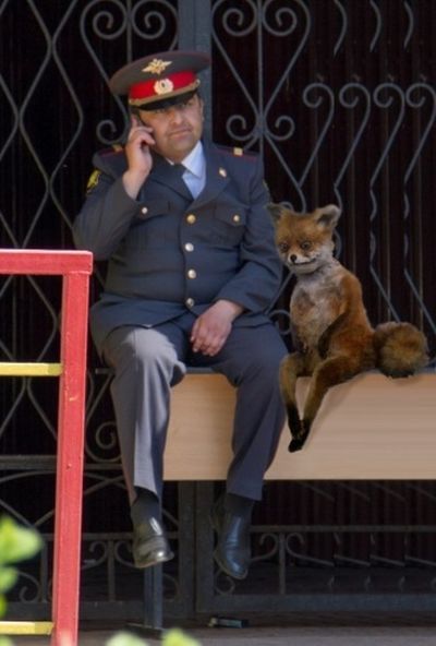 Лучшее чучело лисы