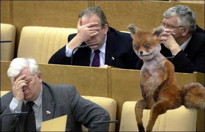 Лучшее чучело лисы