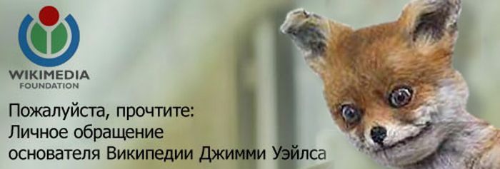 Лучшее чучело лисы