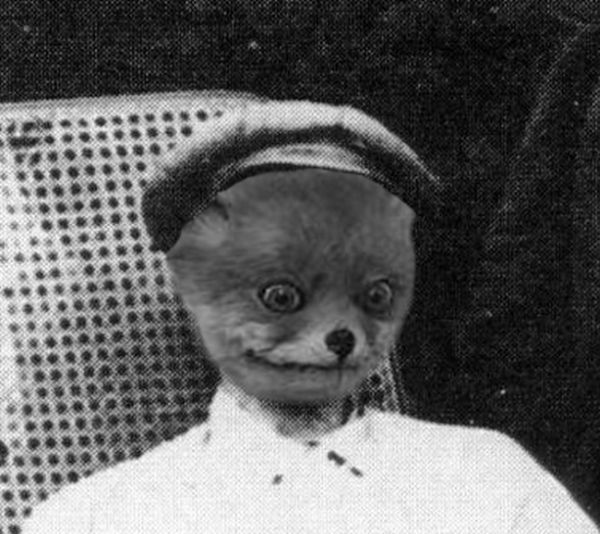 Лучшее чучело лисы