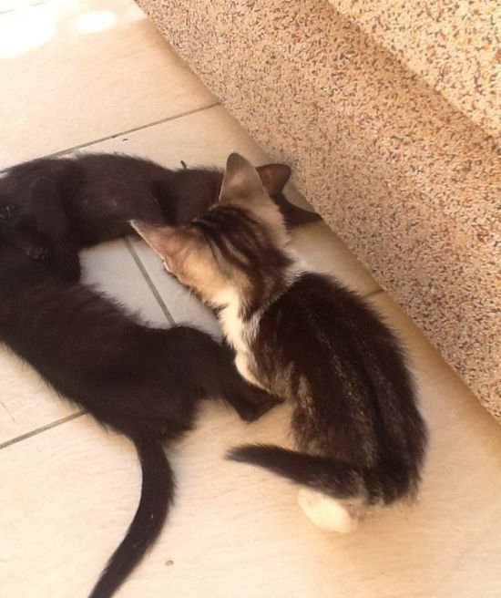 Показалось (41 фото)