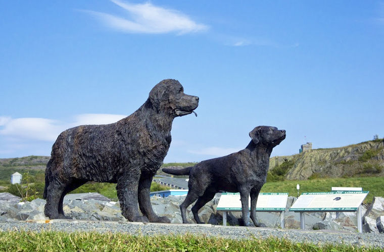 Четверолапые помощники моряков на кораблях