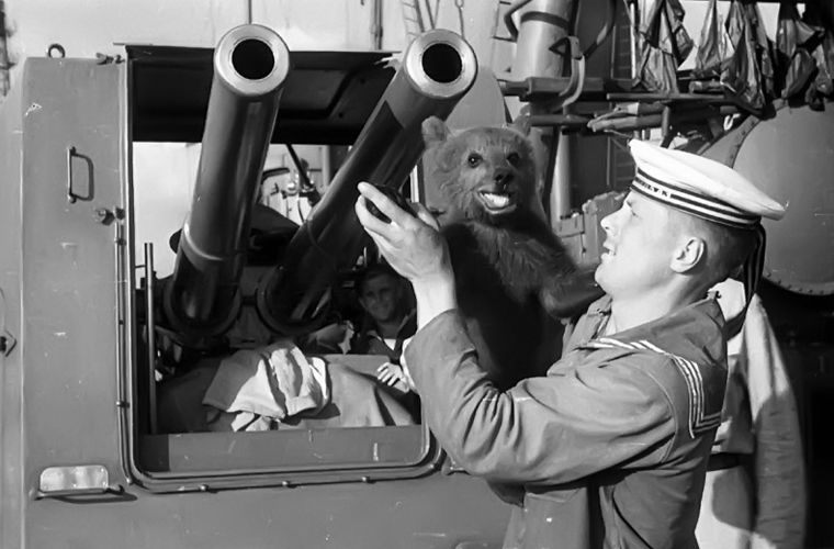 Четверолапые помощники моряков на кораблях