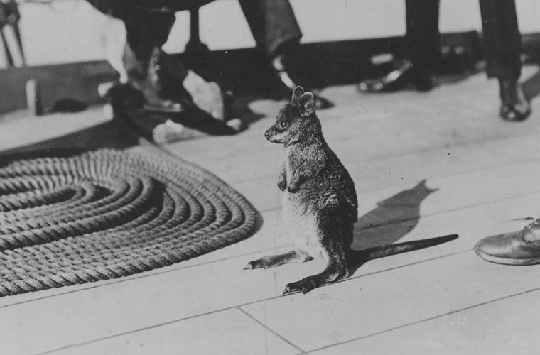 Четверолапые помощники моряков на кораблях