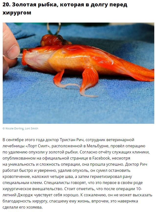 Самые странные новости уходящего года