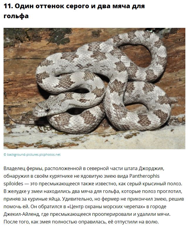 Самые странные новости уходящего года