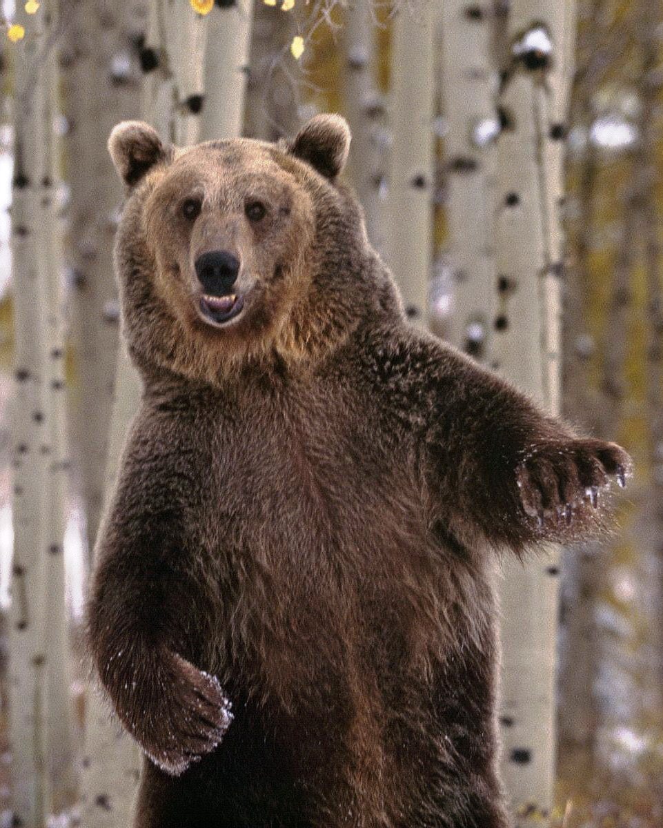 5 советов на случай встречи с медведем 5 советов на случай встречи с медведем