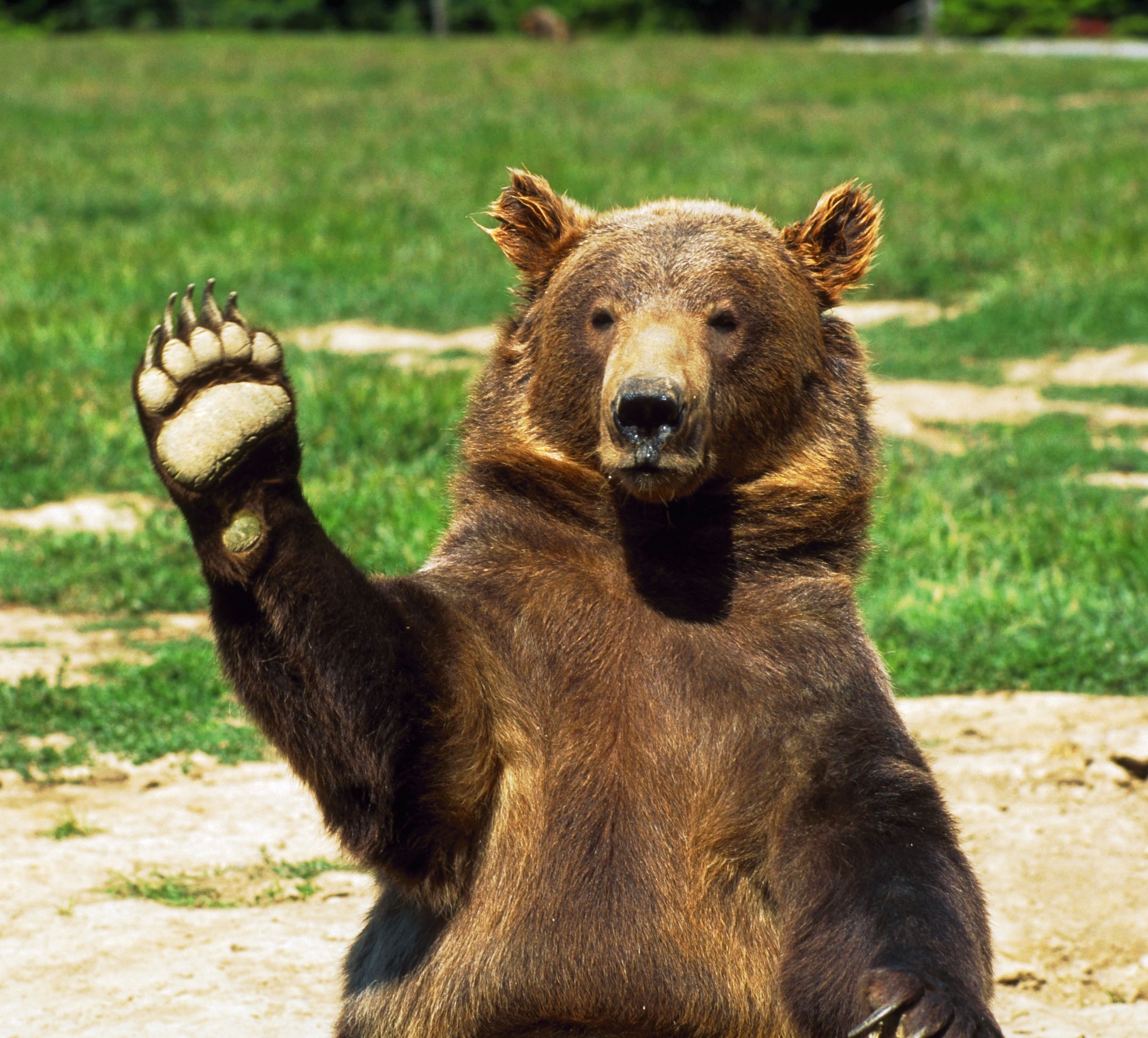 5 советов на случай встречи с медведем 5 советов на случай встречи с медведем