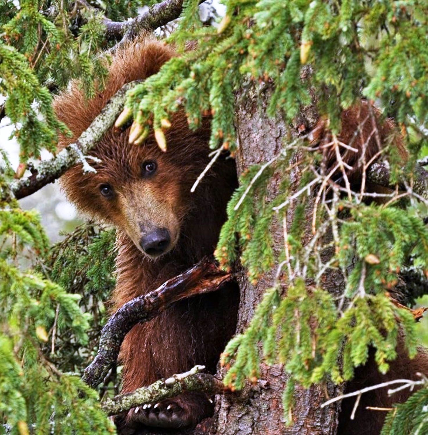 5 советов на случай встречи с медведем 5 советов на случай встречи с медведем