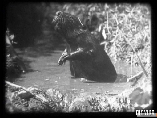 Топ-20 Самых шокирующих, тошнотворных и запрещенных фильмов: